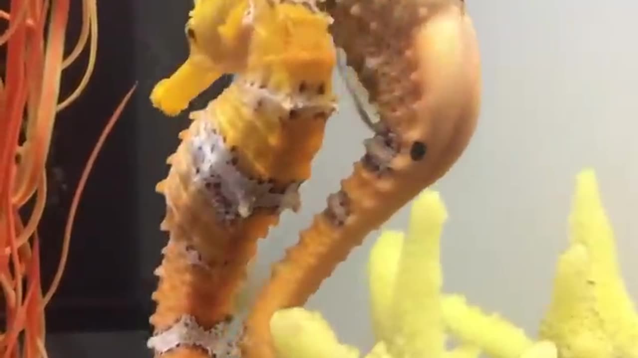 Female seahorse transferring her eggs to the male.
