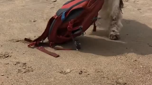 Dog Collects Backpack and Sipper From Beach