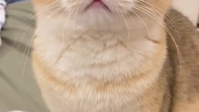 Angry cat reaction WhatsApp status 😂😂