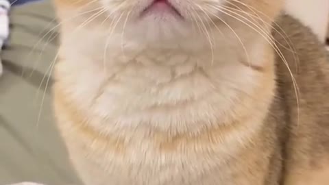 Angry cat reaction WhatsApp status 😂😂