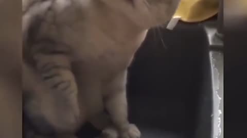 Funny cat videos 😂