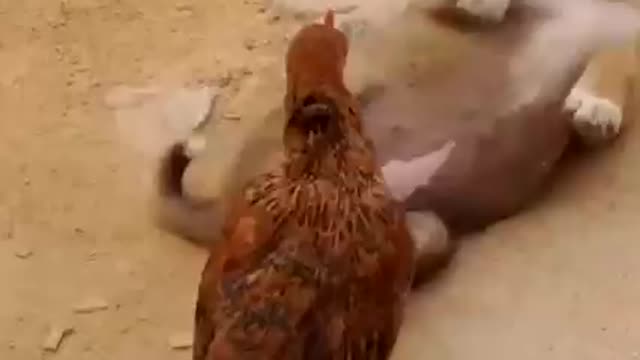 Chicken vs Baby Dog Must Watch