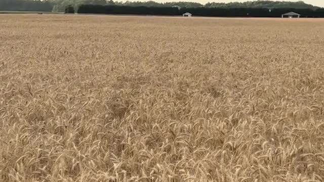 the dog is happy bathing in the field of wheat...