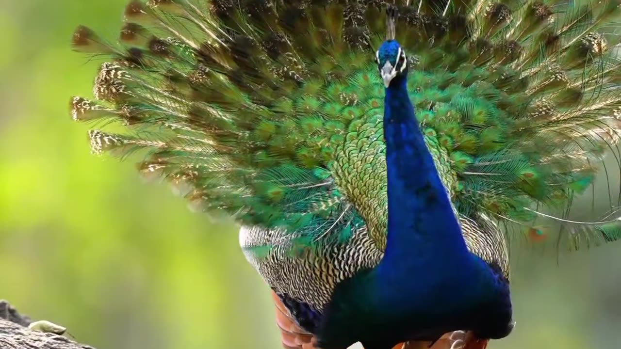 Beautiful Peacock Showing her Feathers