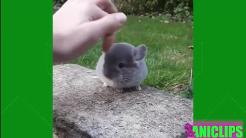 The Funniest and Most Humorous Animals Videos Ever 🐹