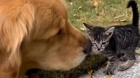 Even dog loves little Kitty