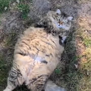 Funny animal and funny pets video