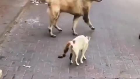 Funny dog and cat