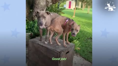 Skinny Foster Pittie Gets Better By Doing Whatever Her Brother Does | The Dodo Pittie Nation