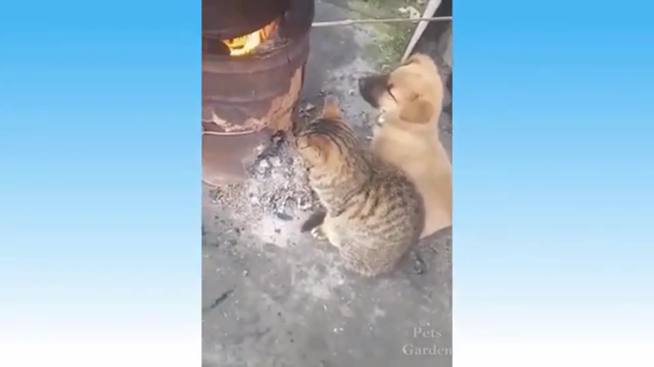 Funniest Animals Videos
