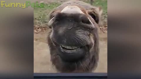 funniest videos of animals