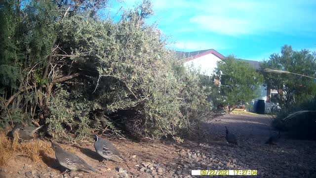 Gambel's Quail