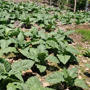 Tobacco Farming in Laguindingan