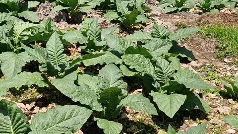 Tobacco Farming in Laguindingan