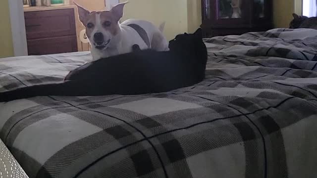 Cat & Dog Fight