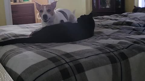 Cat & Dog Fight