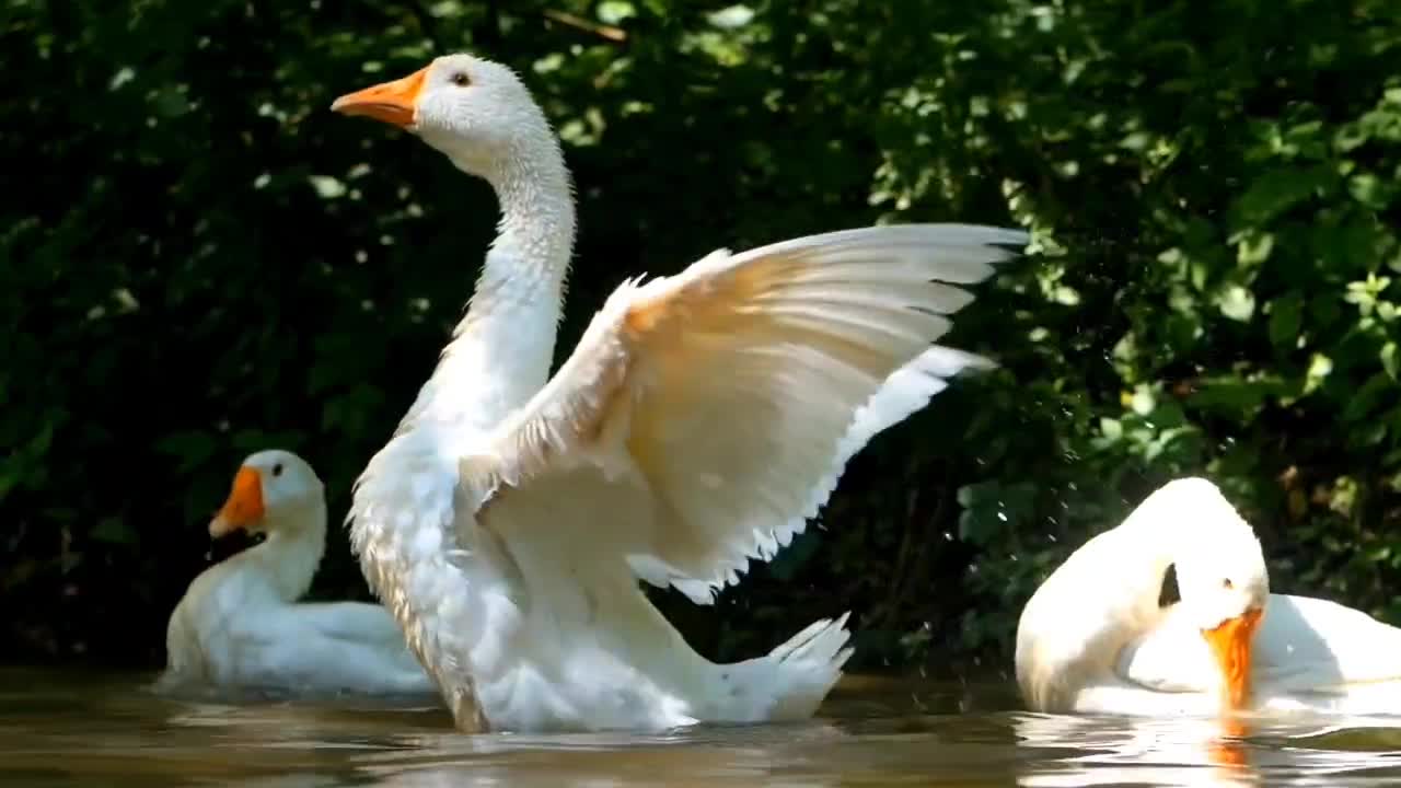 Look, the white swans are flapping their beautiful wings and flying in the blue sky.