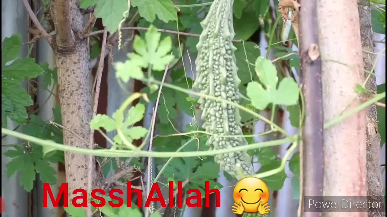 How to growing Bangladeshi Bitter melon / shokher bagan 2020 italy