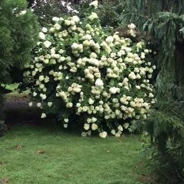 A Growers Favorite. Highland hill farm near Philadelphia call us at 215 651 8329