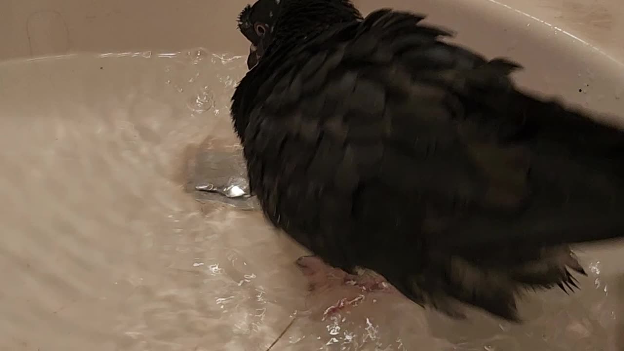 Flock it Farm: Shirley taking a bath