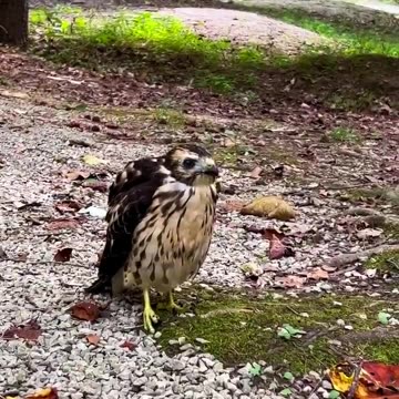 Close encounter and feeding the bird with night crawlers