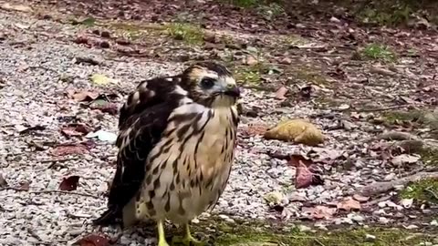 Close encounter and feeding the bird with night crawlers
