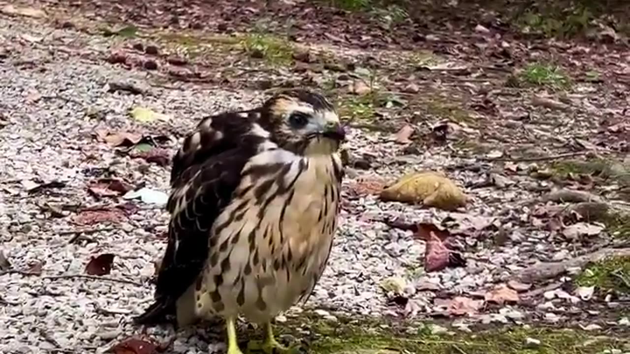 Close encounter and feeding the bird with night crawlers