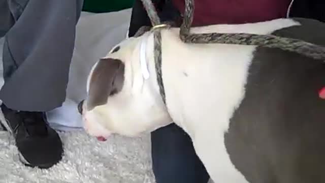 Lovable dog Rescued🐶