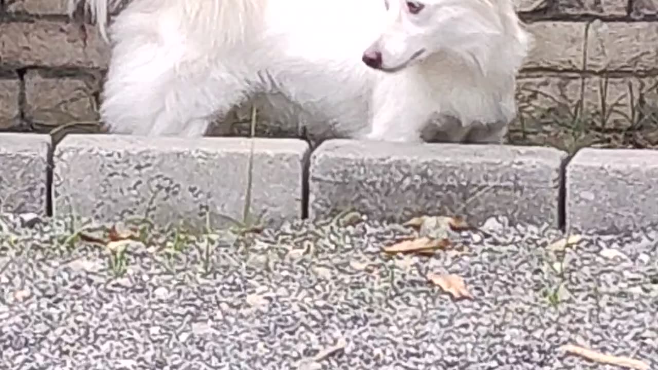 Cute White Dog