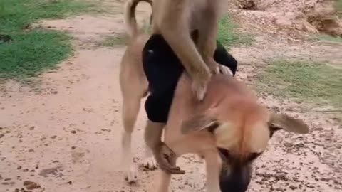 Monkey and dog love