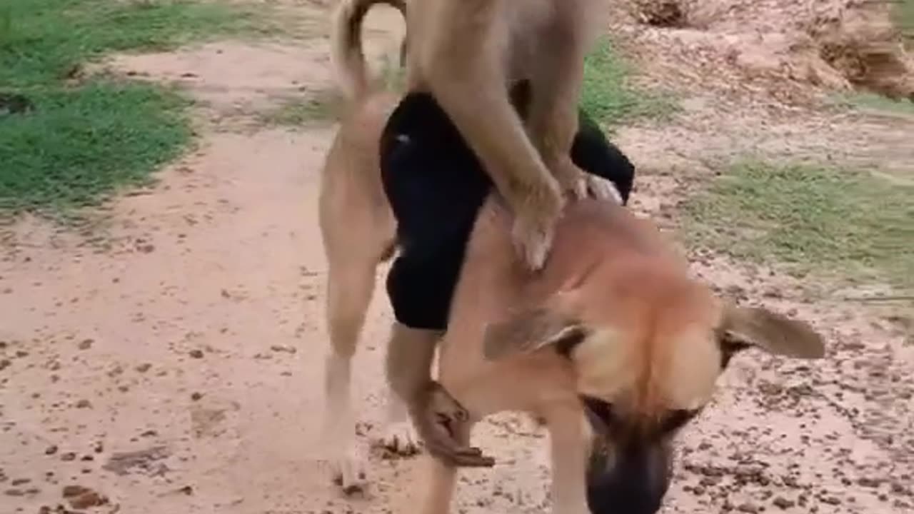 Monkey and dog love