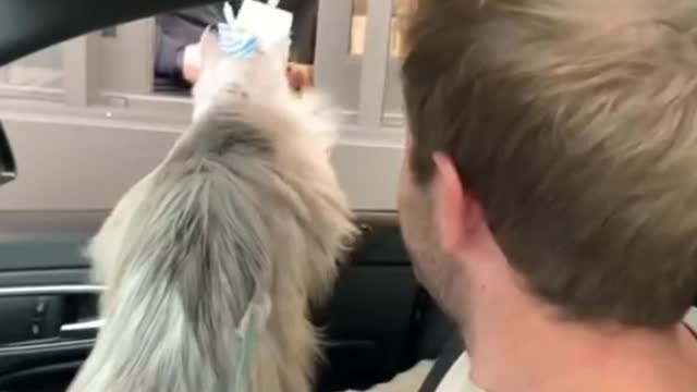 Cat with drive thru whicole windows