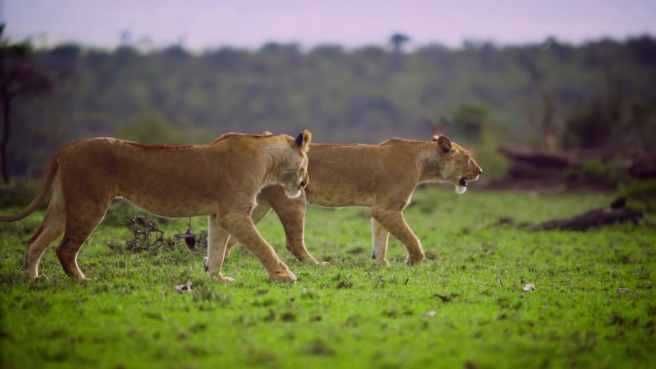 Lioness walking towards male lion for mating