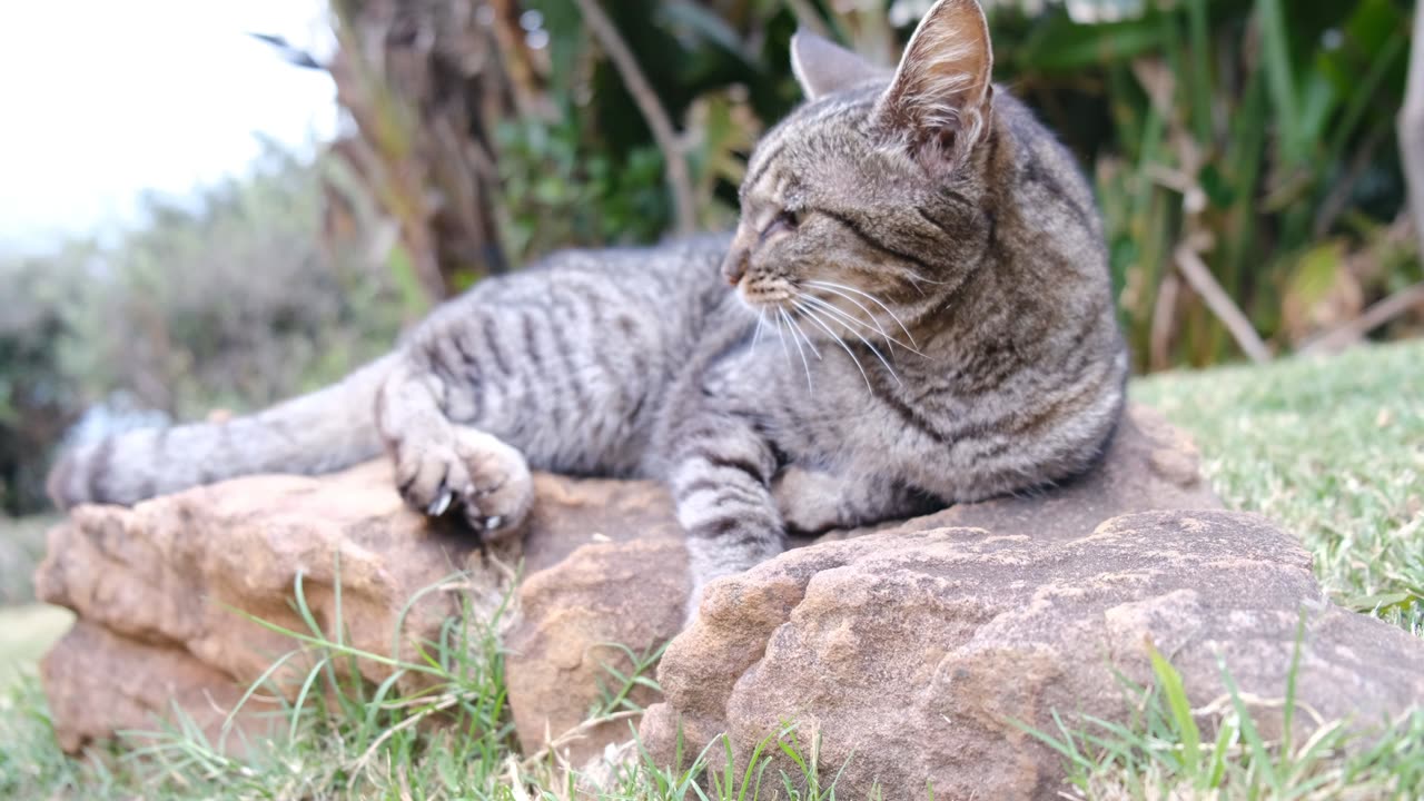 Cat relaxing on the rock