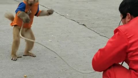 Funny monkey when performing in front of the crowd