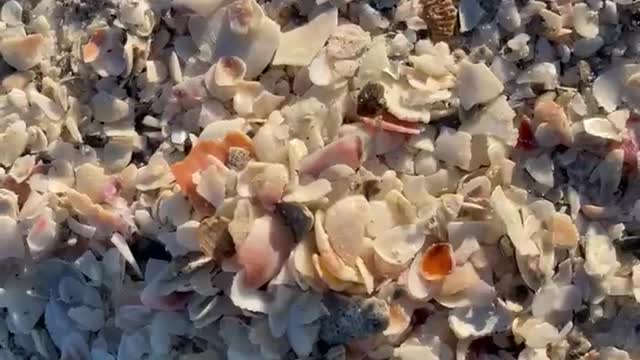 Collecting beautiful broken shells..