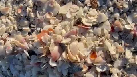 Collecting beautiful broken shells..