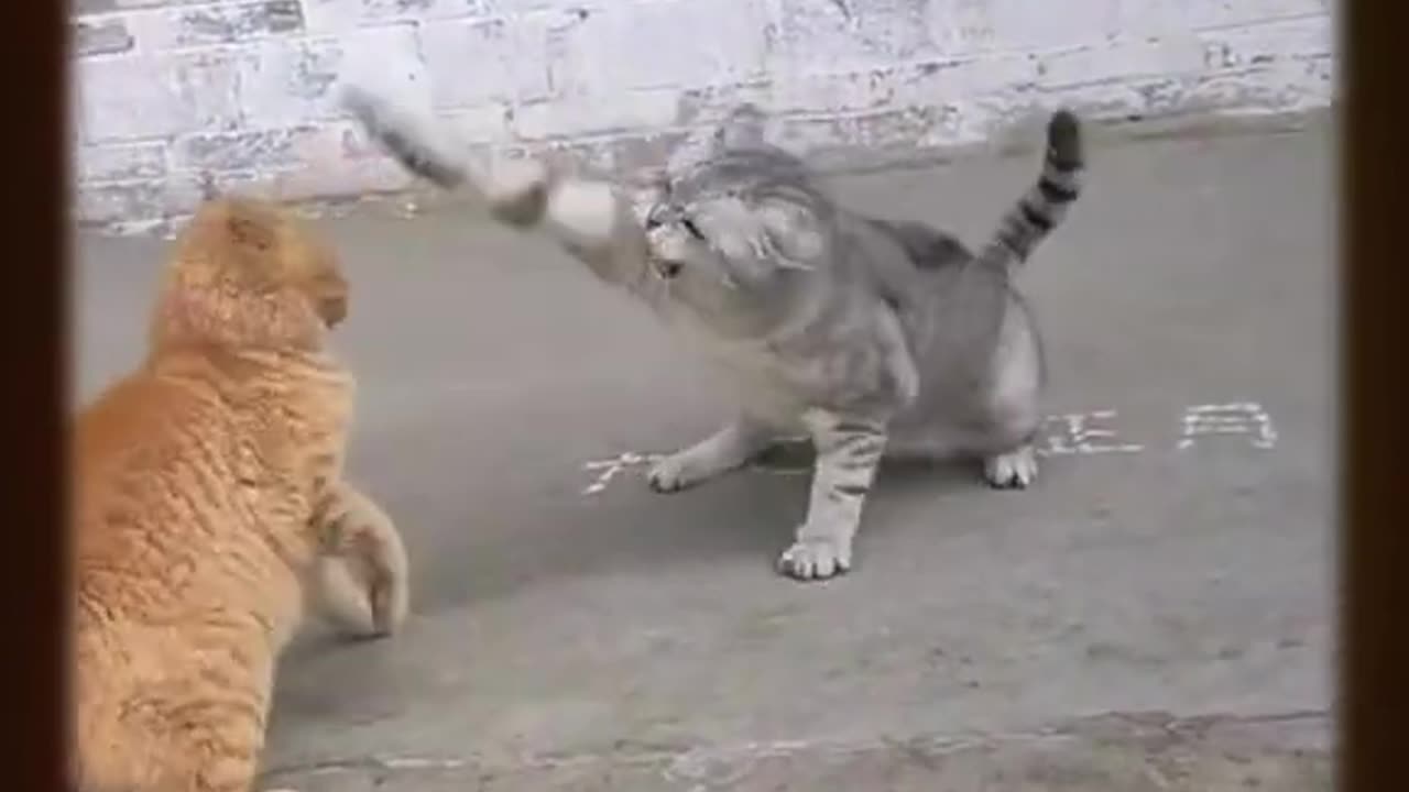 CAT FIGHTS REAL SOUND 2023 #cat #cats #cat fight