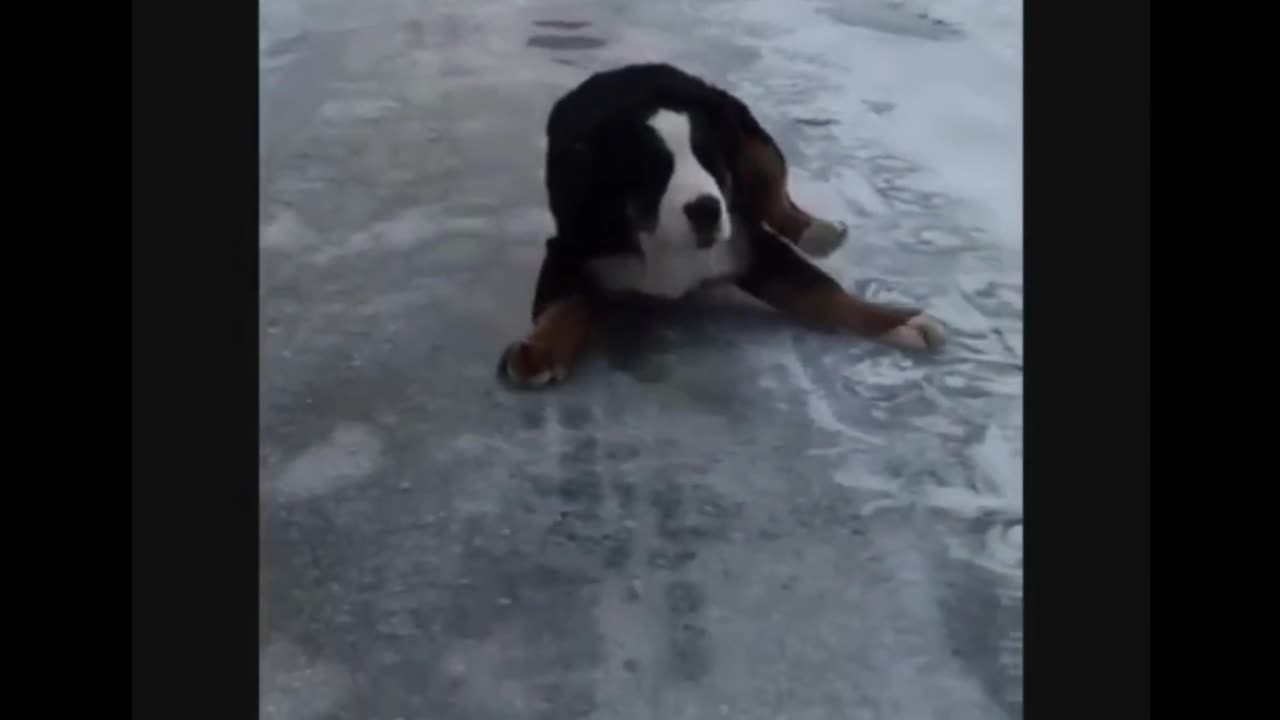 😂 Funny Dog playing on ICE gets slip #funnypets #funnydog