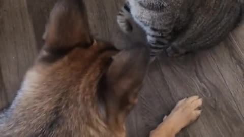 Funny Cat and Dog Fight.