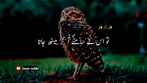 Owl | Hadees in Urdu #islamicvideo #innarabbi #hadees #islam