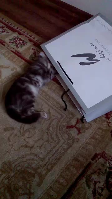 The cat likes to hide in packages.