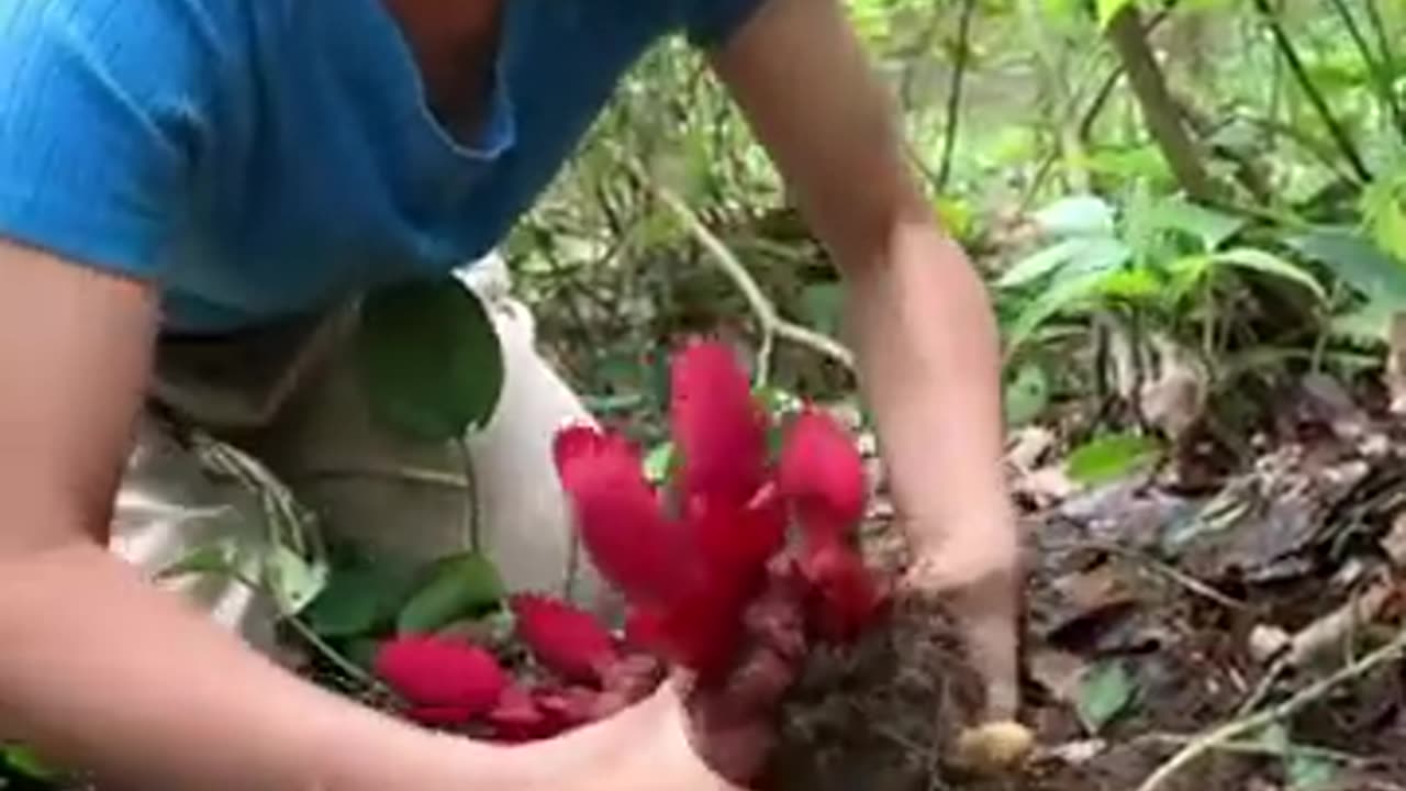 She said it a Mushroom #farming #harvesting