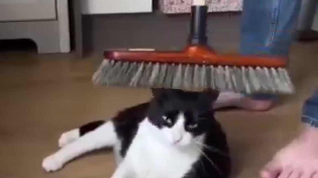 Funny animals videos