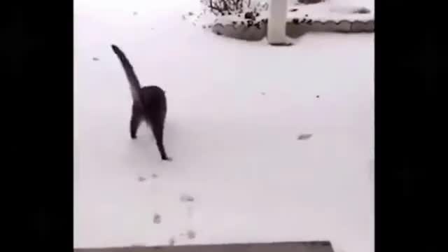 Funny Animals Reactions to Cold 😂😂😂