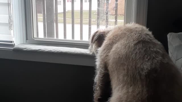 PIT BULL BURGLAR ALARM