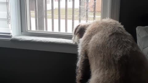 PIT BULL BURGLAR ALARM