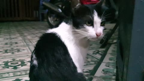 Funny cat and dog video