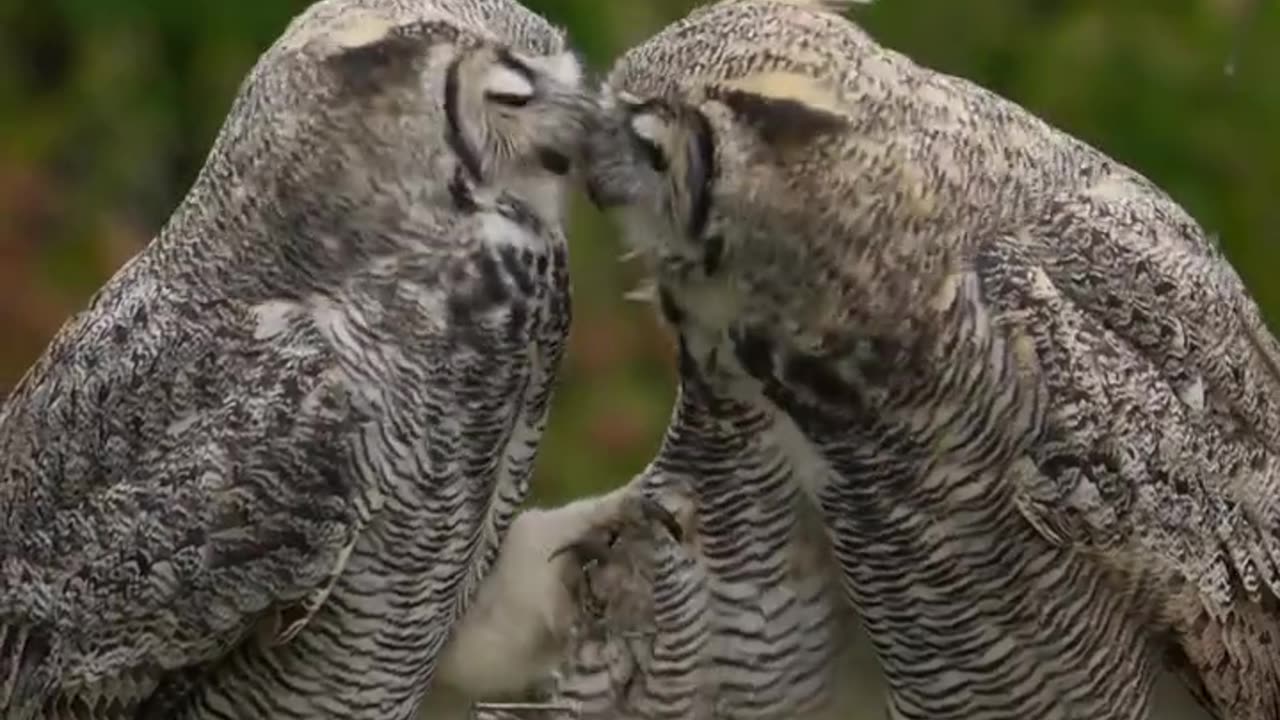 these owls love one another