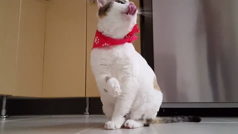 Must watch very funny cat having fun